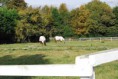 /album/photo-gallery-around-our-yard/field-jpg/
